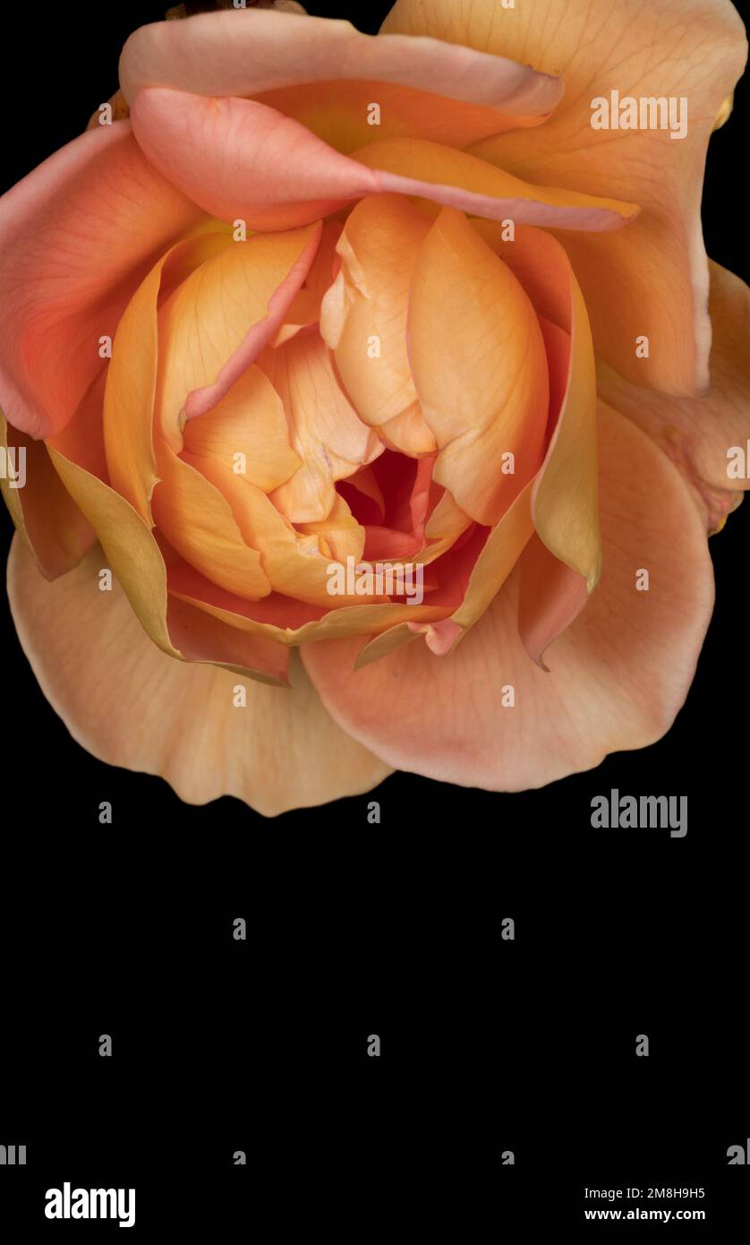 La Rose jaune : cette couleur chaude symbolise aussi la chaleur et la joie Banque D'Images