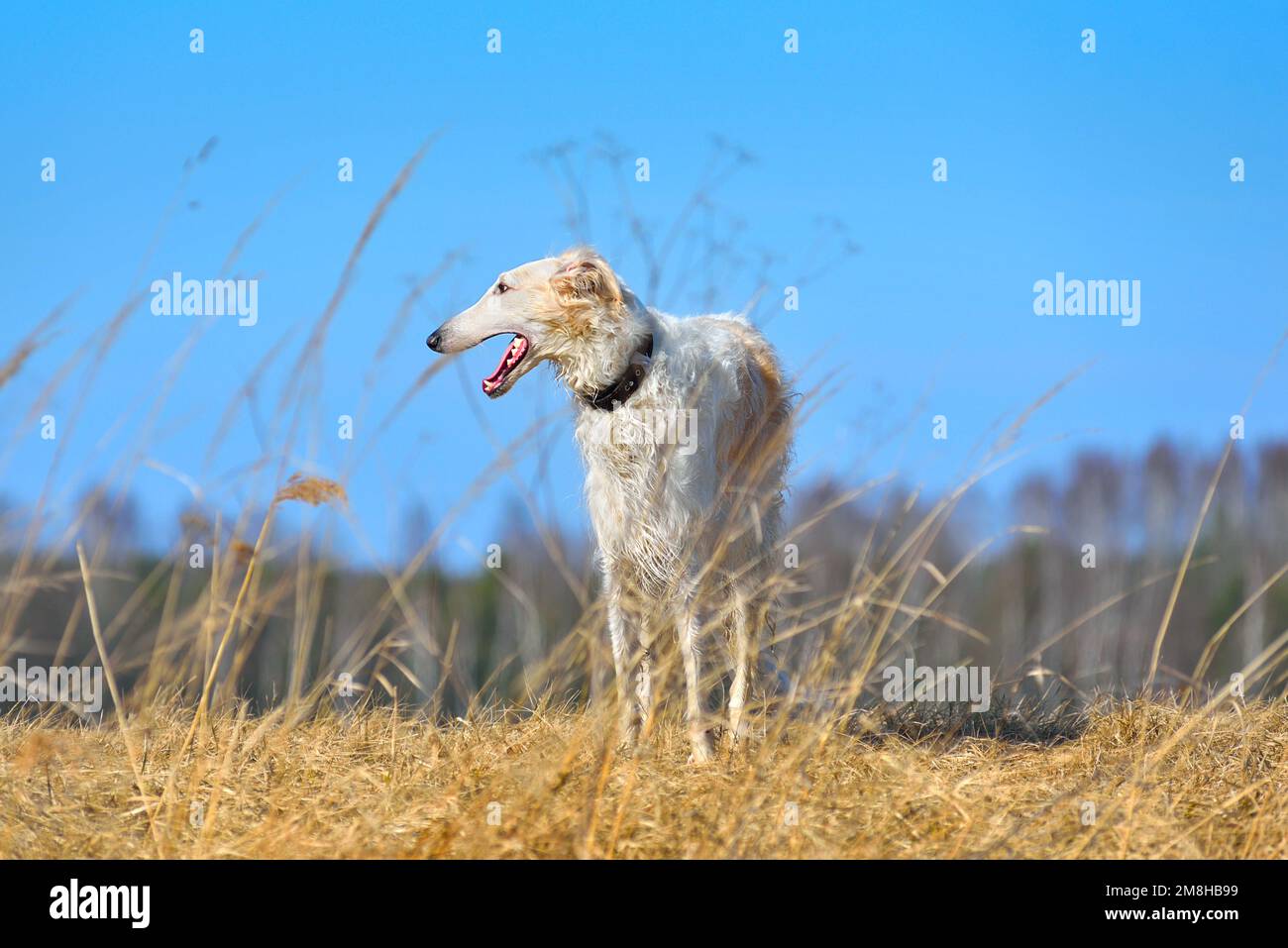 Chien borzoï russe blanc debout sur fond de champ d'automne sur ciel bleu Banque D'Images