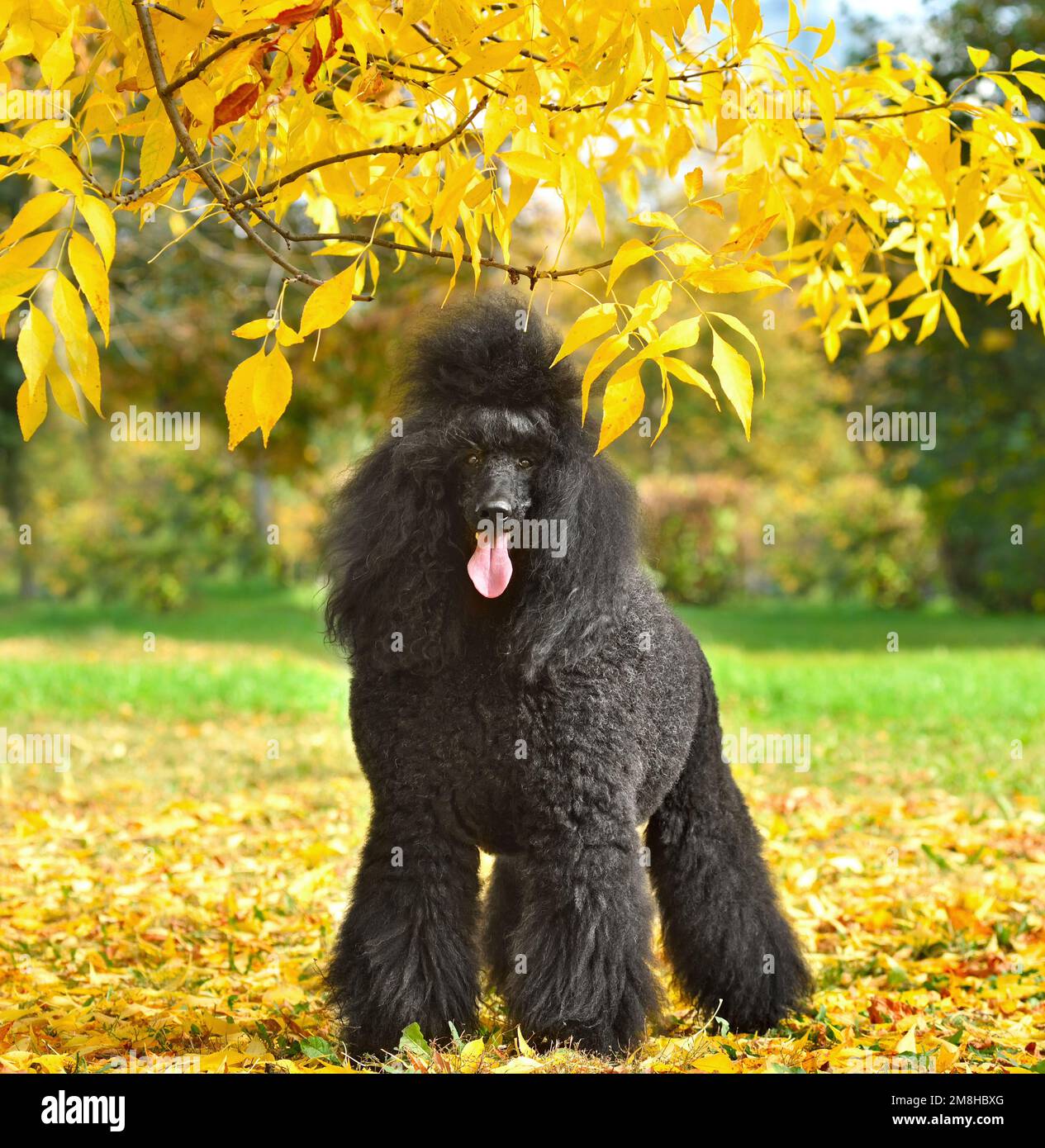 Piquant noir standard sur fond de feuilles d'automne jaunes Banque D'Images