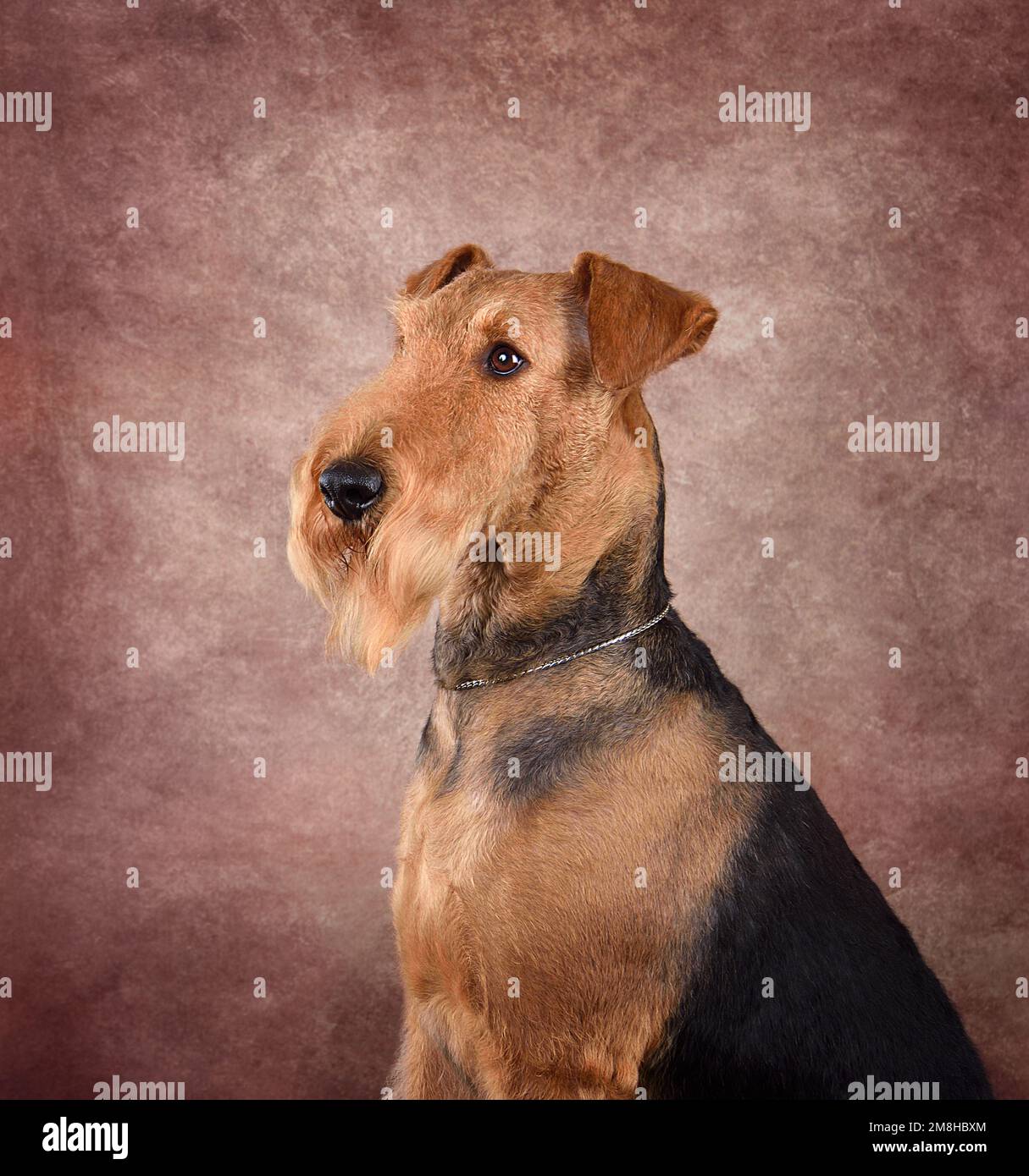Portrait de Nice Airedale Terrier assis sur un fond beige Banque D'Images