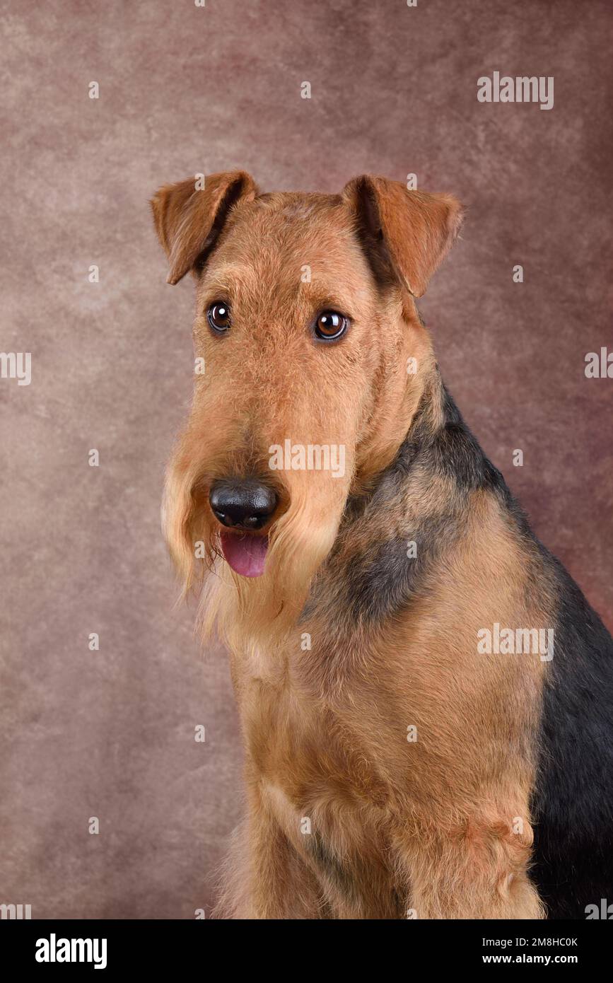 Tête de Nice Airedale Terrier assis sur un fond beige Banque D'Images