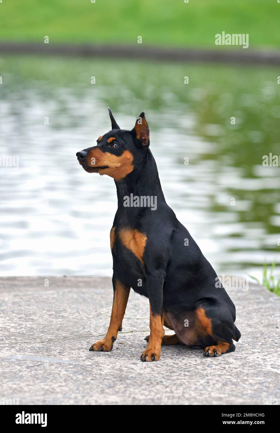 Magnifique chien miniature brun clair et noir avec des oreilles coupées sur fond de lac Banque D'Images