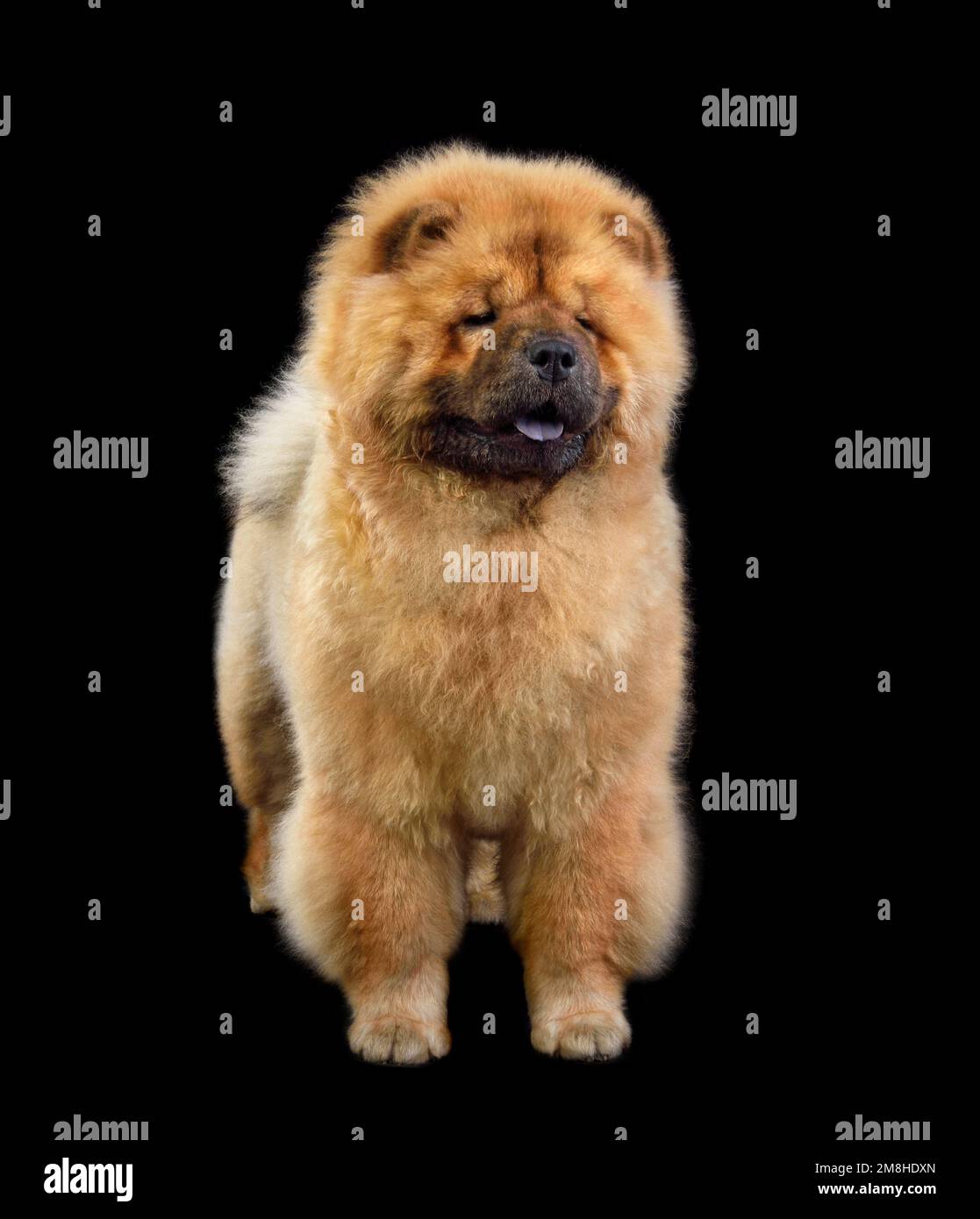 Beau chien de chow-chow marron isolé sur fond noir Banque D'Images