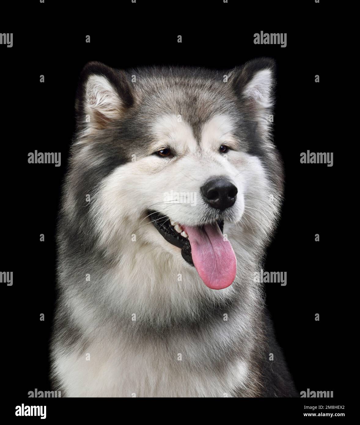 Mignon Malamute d'Alaska isolé sur fond noir Banque D'Images