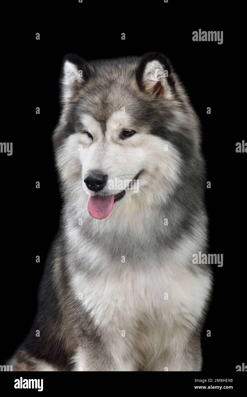 Chien assis Malamute d'Alaska isolé sur fond noir Banque D'Images