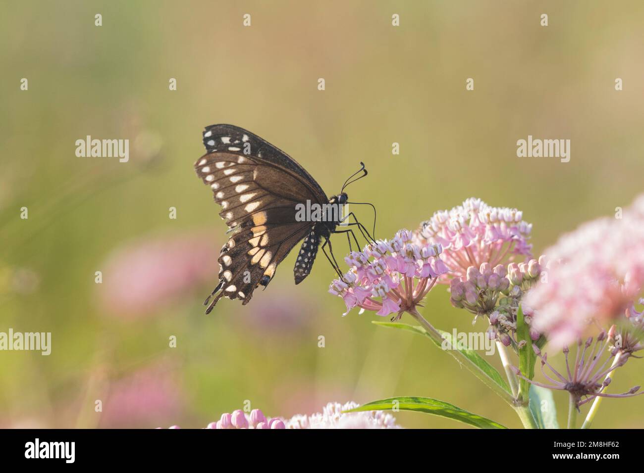 03009-01908 mâle de queue d'aronde noire (Papilio polyxenes) sur l'asclépias (Asclepias incarnata) Marion Co IL Banque D'Images