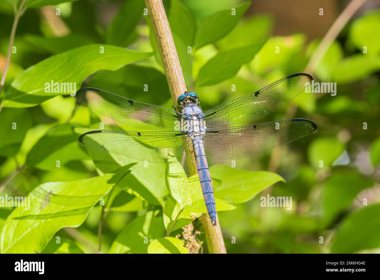 06629-00220 Great Blue Skimmer (Libellula vibraans) homme Marion Co IL Banque D'Images