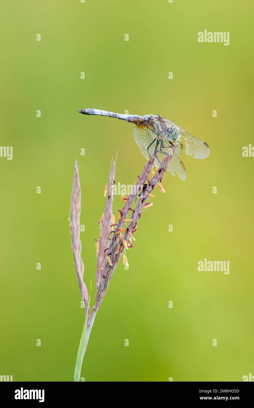 06642-00710 Blue Dasher (Pachydipax longipennis) homme sur Big Bluestem Marion Co IL Banque D'Images