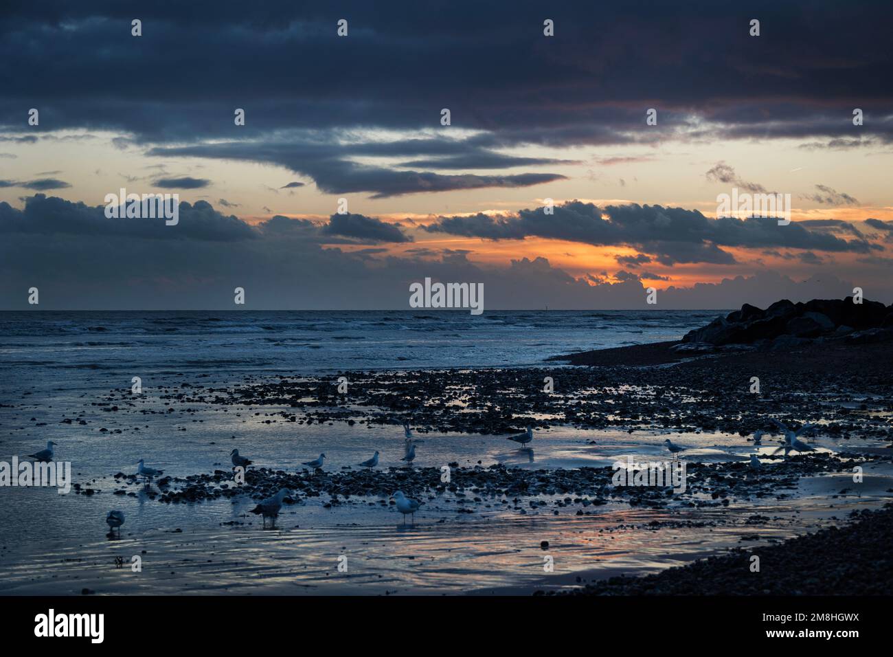 Plage de Worthing au coucher du soleil en janvier, avec des goélands se nourrissant du sable Banque D'Images