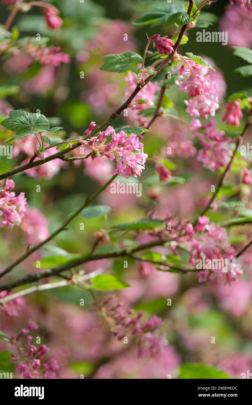 Ribes sanguineum glutinosum, Currant à fleurs roses, arbuste à feuilles caduques, grappes de fleurs rougeâtres-roses. Banque D'Images