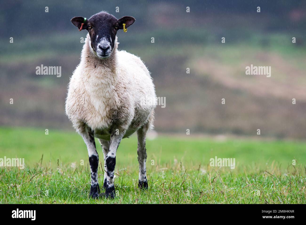 Élevage de moutons en hiver Banque D'Images