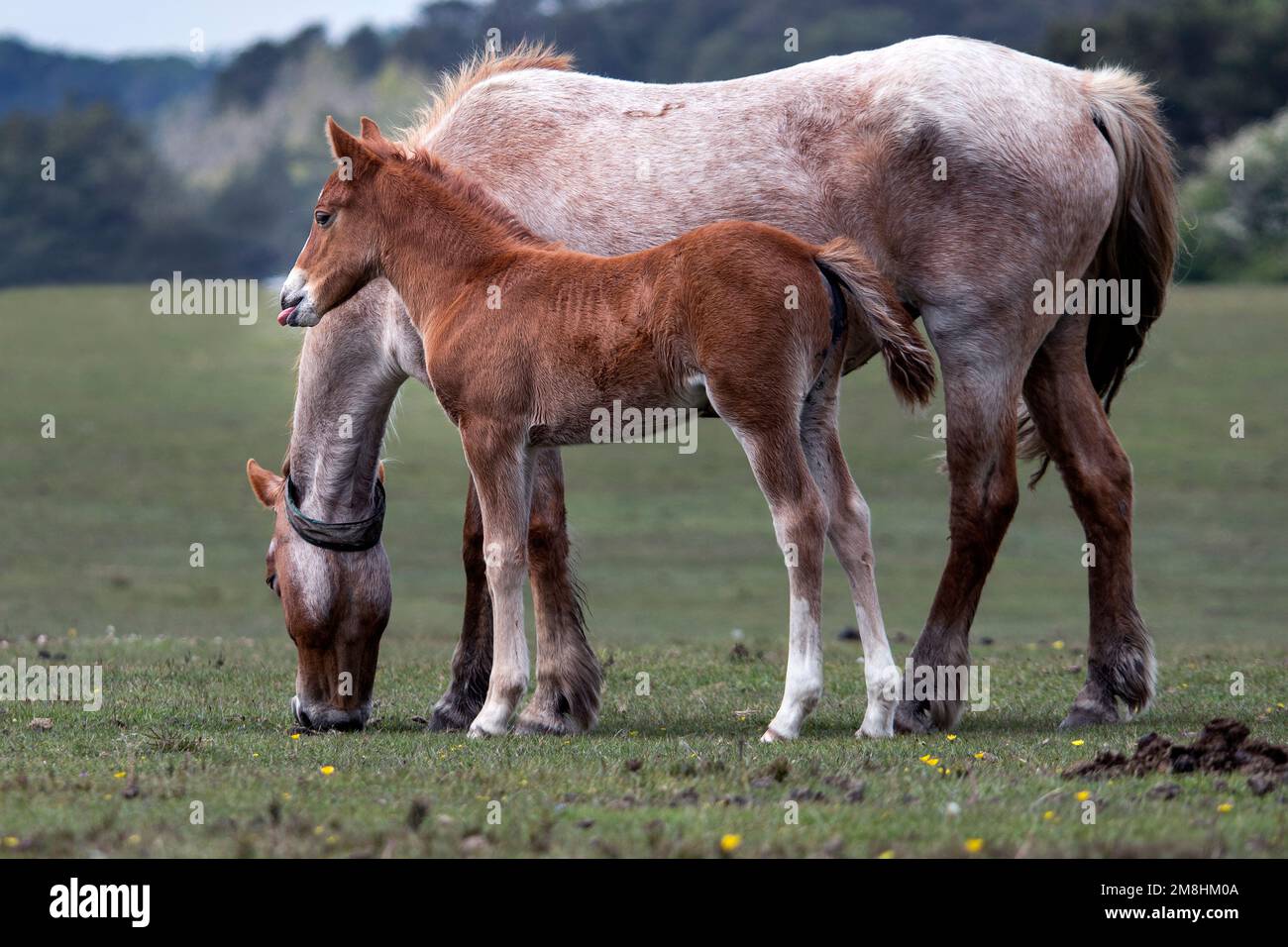 New Forest National Park, Hampshire, Royaume-Uni. Des poneys communs s'élançant librement dans la forêt. Banque D'Images