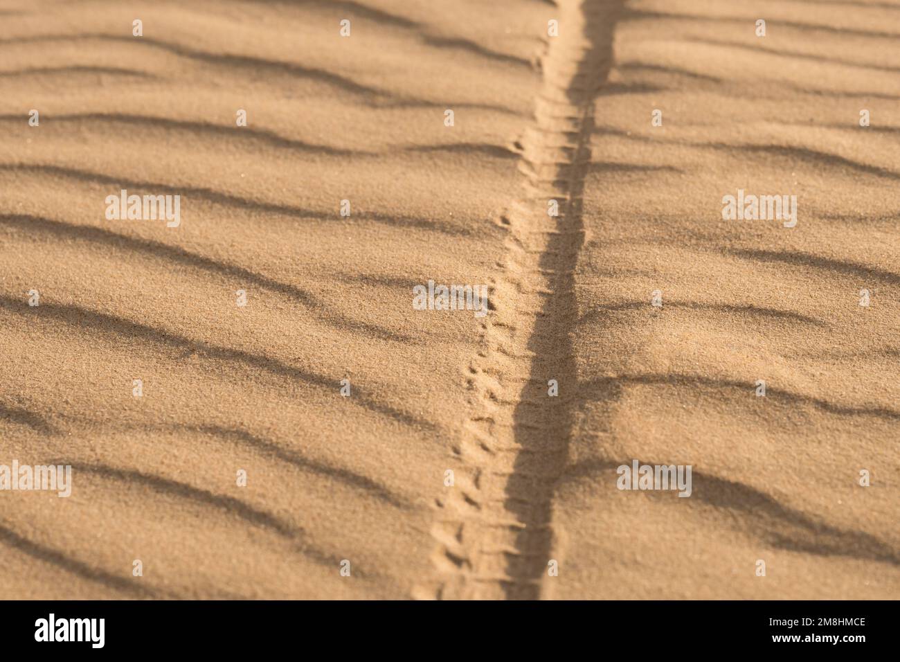 Piste cyclable sur le sable dans le désert Banque D'Images