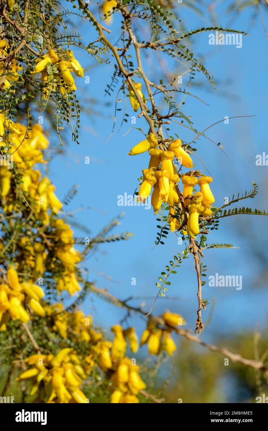Sophora tetraptera var microphylla, kowhai à petits feuilles, arbre jaune à feuilles persistantes, fleurs suspendues en pulvérisation courte au printemps Banque D'Images