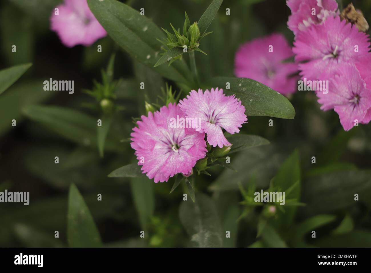 La carnation rose cheddar ou rose clou de girofle est une plante à fleurs herbacée de la famille des Caryophyllacées Banque D'Images