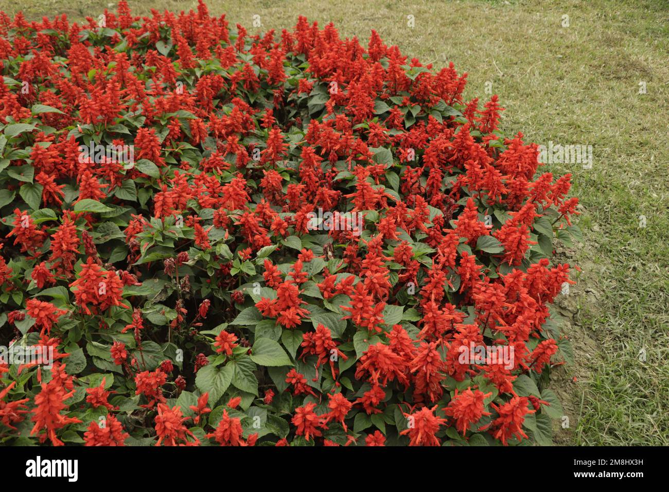 Fleurs de Salvia rouge ( sauge de Salvia, Salvia nemorosa ) fleuries dans le jardin, foyer sélectif. Banque D'Images