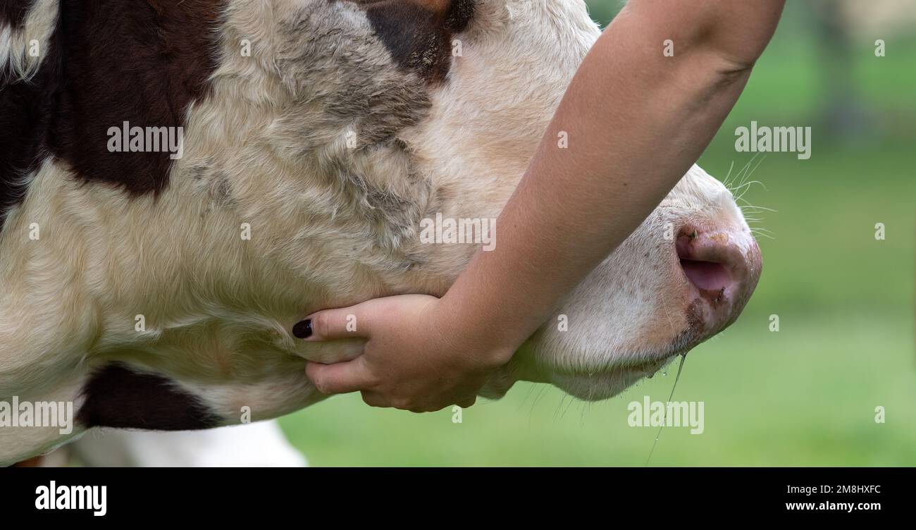 Femme donnant un tickle à une vache de Hereford. Cumbria, Royaume-Uni. Banque D'Images