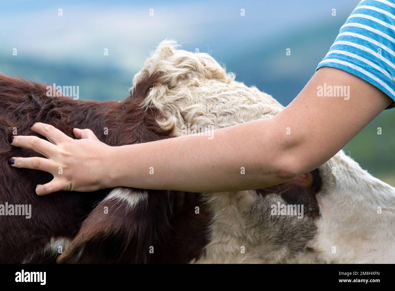 Femme donnant un tickle à une vache de Hereford. Cumbria, Royaume-Uni. Banque D'Images