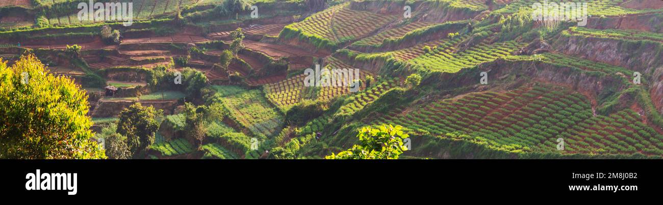 Plantations de légumes cultivées à flanc de colline au Sri Lanka. Beaux paysages ruraux Banque D'Images