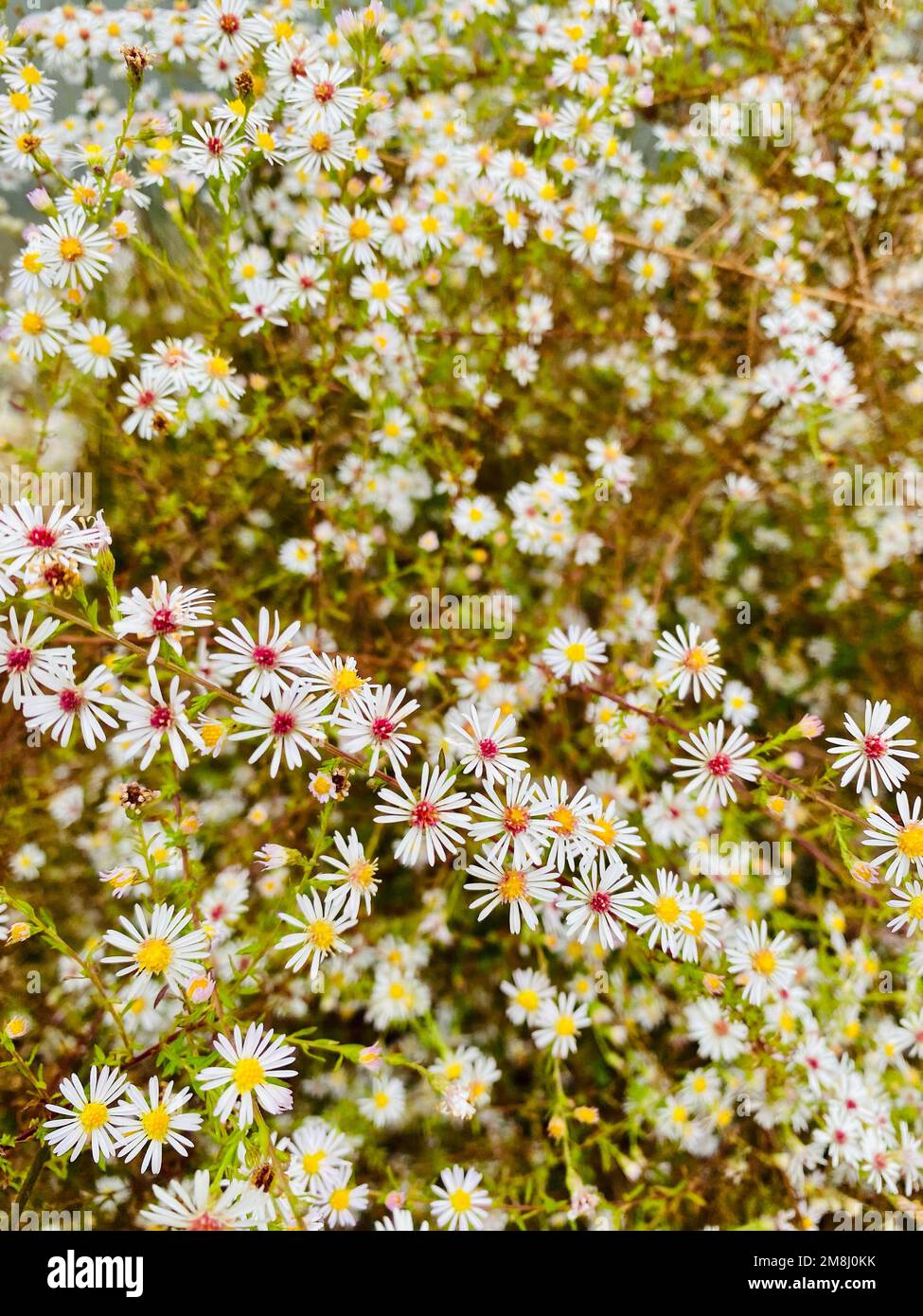 Un gros plan vertical de Symphyotrichum pilosum, blanc poilu aster oldfield. Banque D'Images