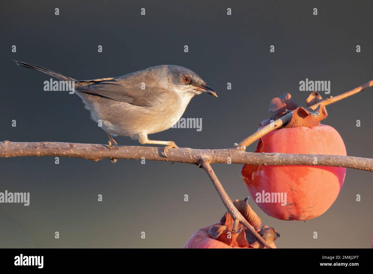 La Paruline sarde, 'sylvia melanocephala', est une paruline typique commune et répandue de la région méditerranéenne Banque D'Images