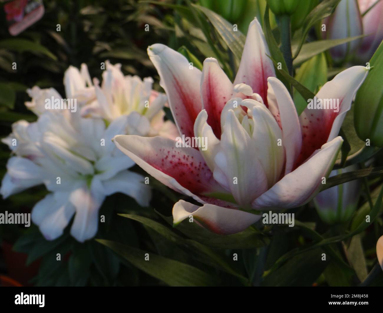 Un gros plan de nénuphars de trompette orientale aux pétales blancs et roses dans un jardin d'été Banque D'Images