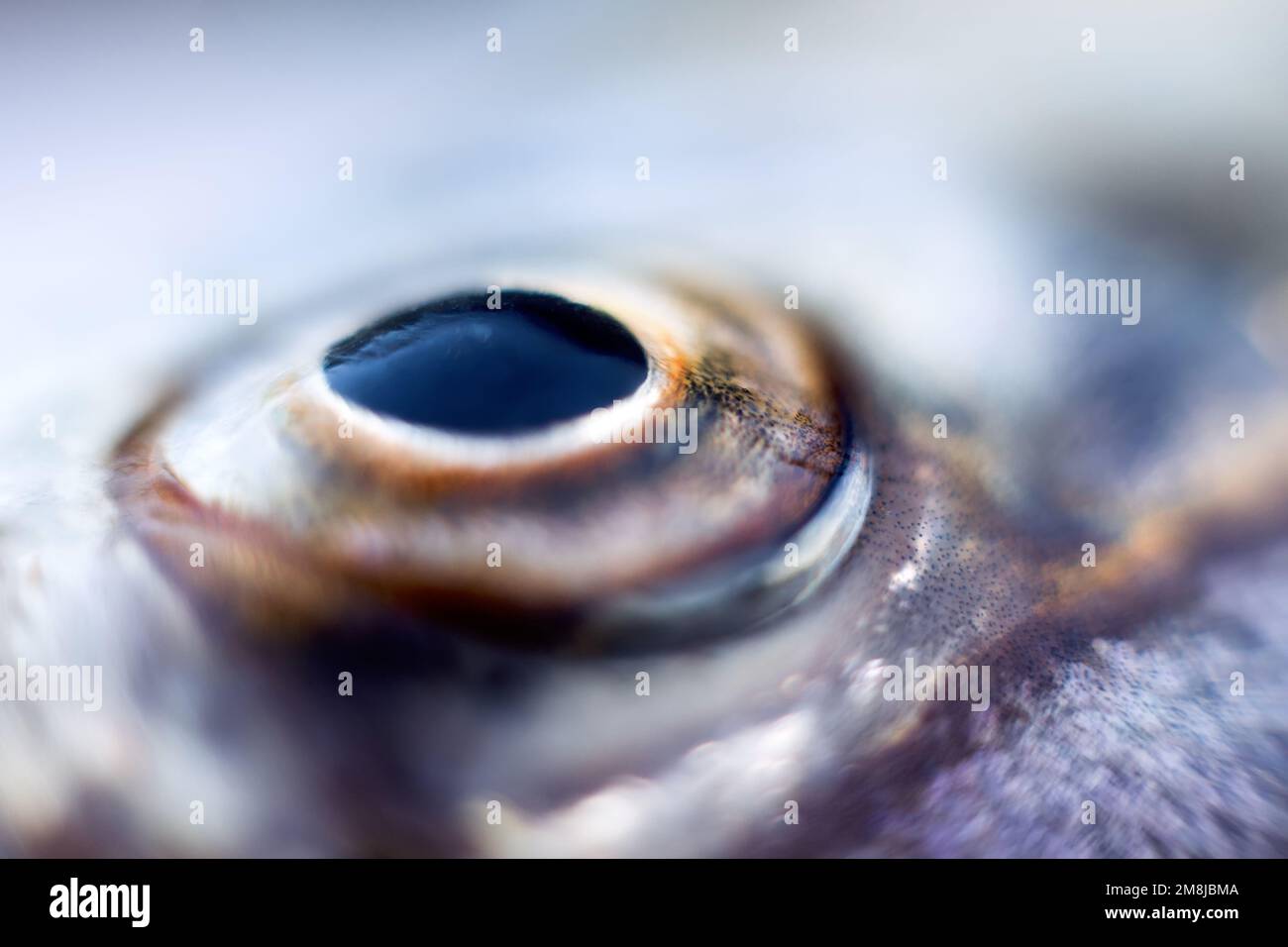 Anatomie du poisson. Gros plan de l'œil Sabrefish (Pelecus cultratus) Banque D'Images