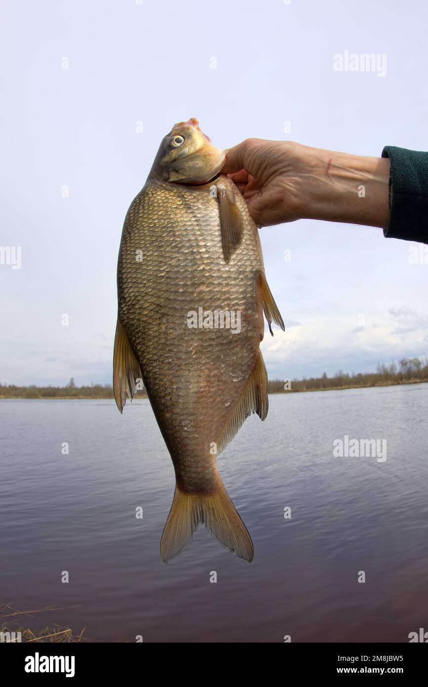 Un trophée enviable d'un pêcheur avec une canne à pêche dans un fleuve européen. La dorade Caspienne (Abramis brama orientalis). L'objectif fisheye est utilisé Banque D'Images