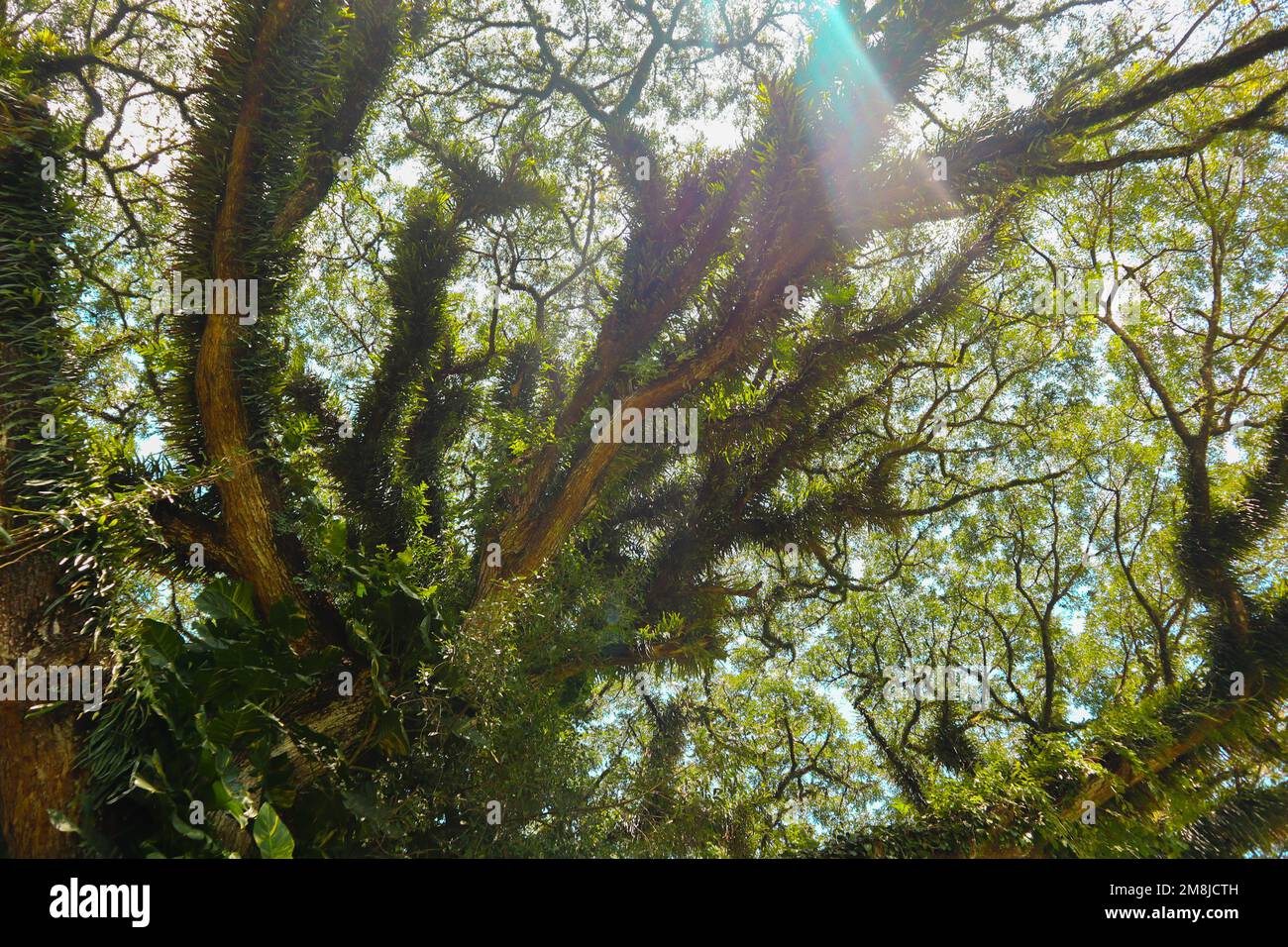 Vue de dessous du grand vieux Banyan Tree à . Photo d'un arbre Banyan en petit angle, le matin Banque D'Images