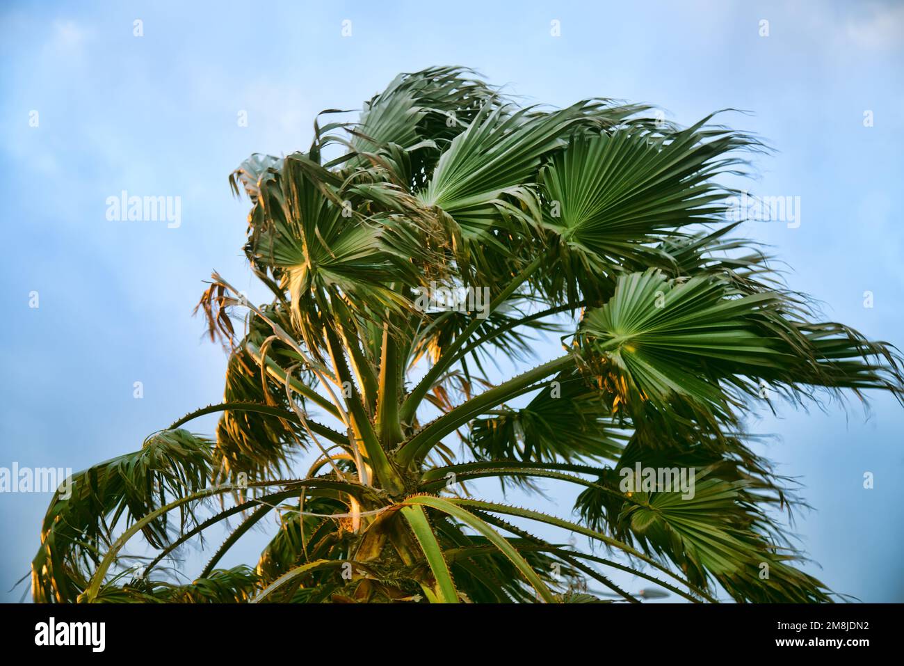Palmiers d'hiver au coucher du soleil, le vent orageux ornent les arbres Banque D'Images
