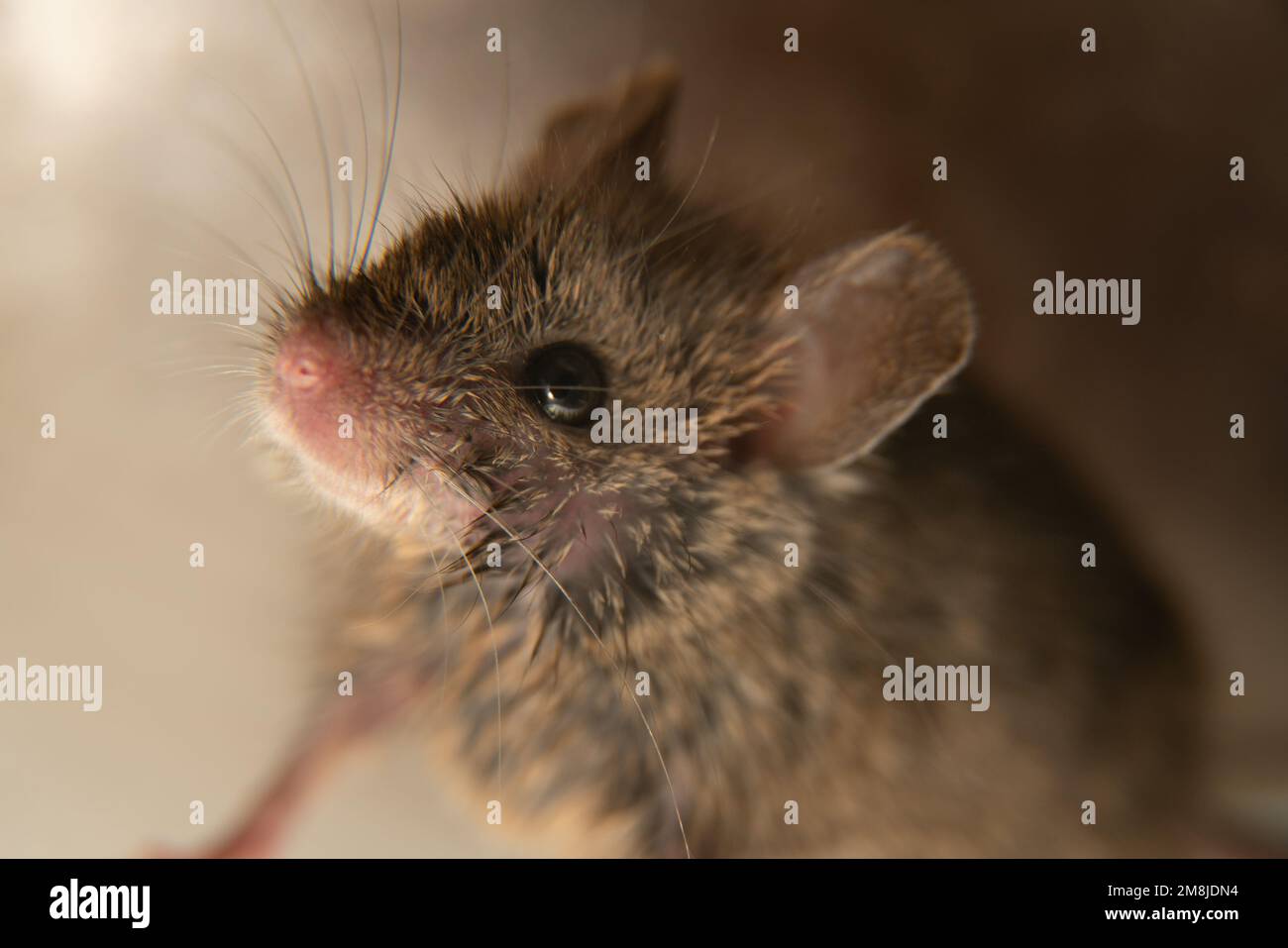 La souris suisse (maison) (Mus musculus) accompagne constamment les humains (synanthropes) et les parasitizes: Manger le grain dans les stockages, les produits. Il n'est pas possible Banque D'Images