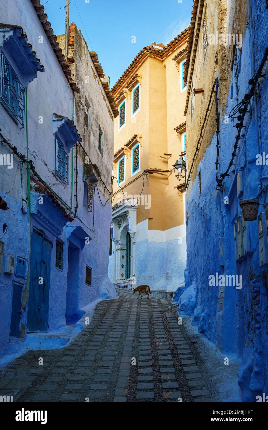Afrique du Nord. Maroc. Chefchaouen. Un chien marchant dans une rue bleue de la médina Banque D'Images