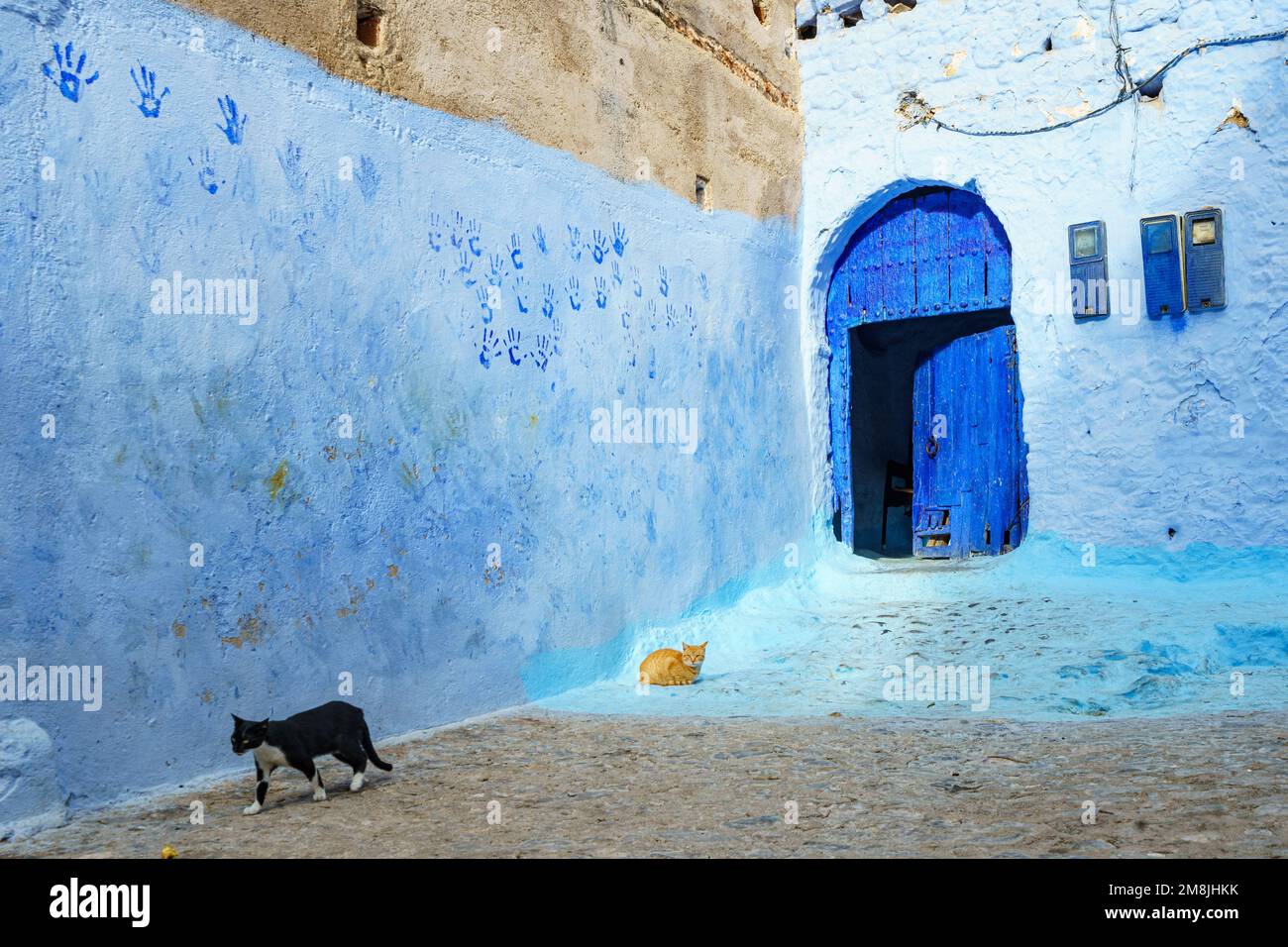Afrique du Nord. Maroc. Chefchaouen. Un chat dans une rue bleue de la médina Banque D'Images