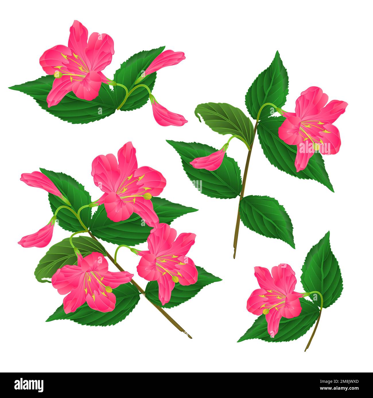 Spring rose fleur décorative arbuste Weigela Eva Supreme set sur fond blanc vintage illustration vectorielle modifiable dessin à la main Illustration de Vecteur