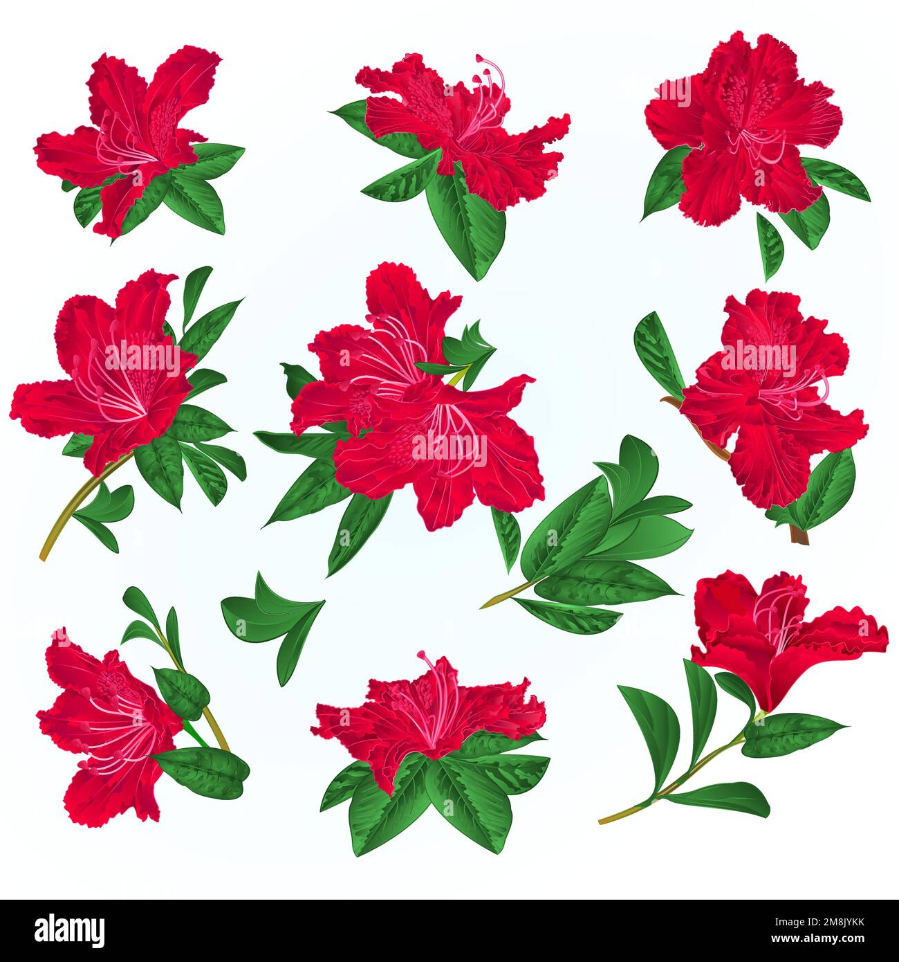 Fleurs rouges rhododendrons et feuilles arbuste de montagne sur un fond bleu vecteur vintage illustration modifiable dessin à la main Illustration de Vecteur