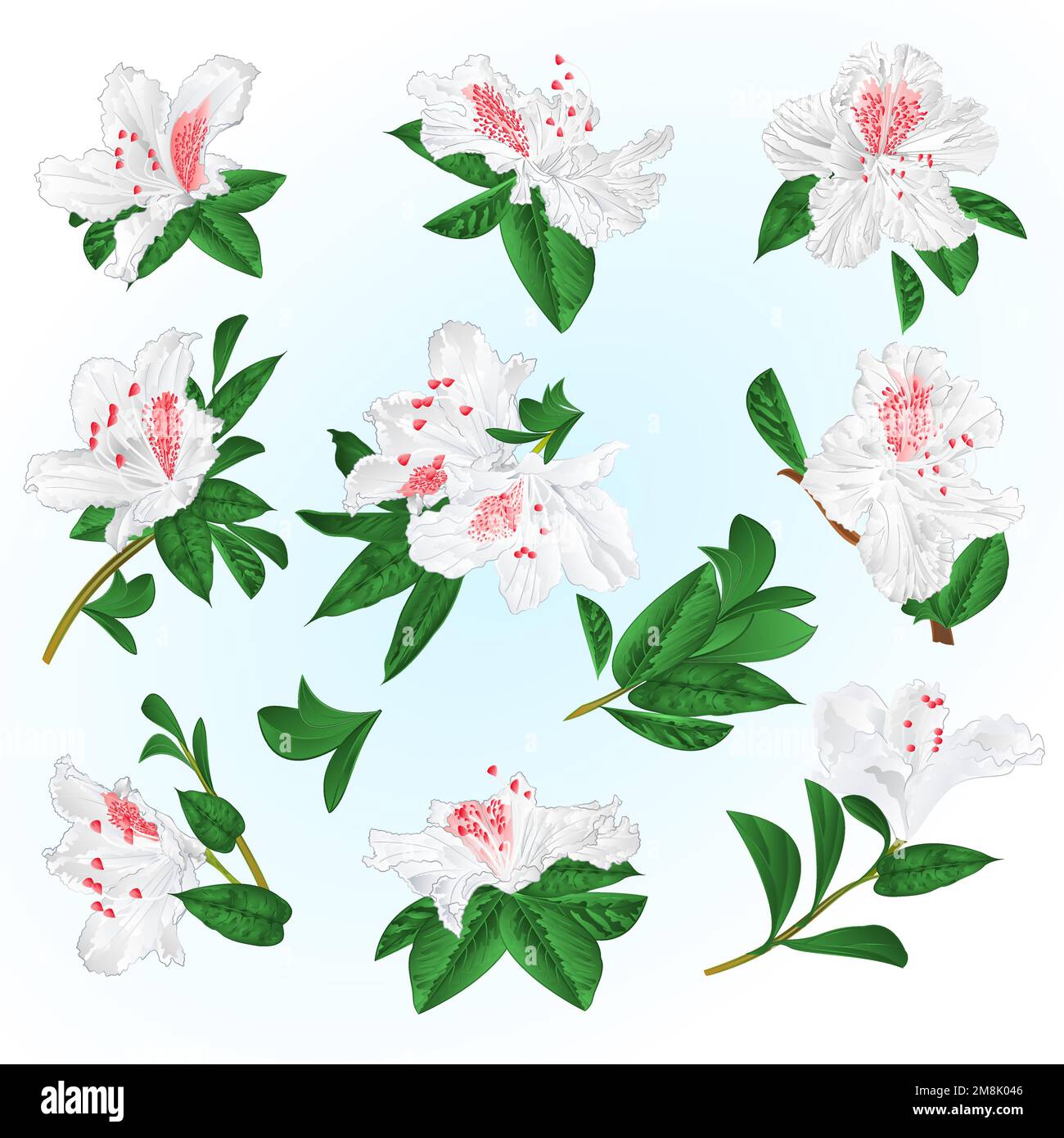 Fleurs blanches rhododendrons et feuilles arbuste de montagne sur un fond bleu vecteur vintage illustration modifiable dessin à la main Illustration de Vecteur
