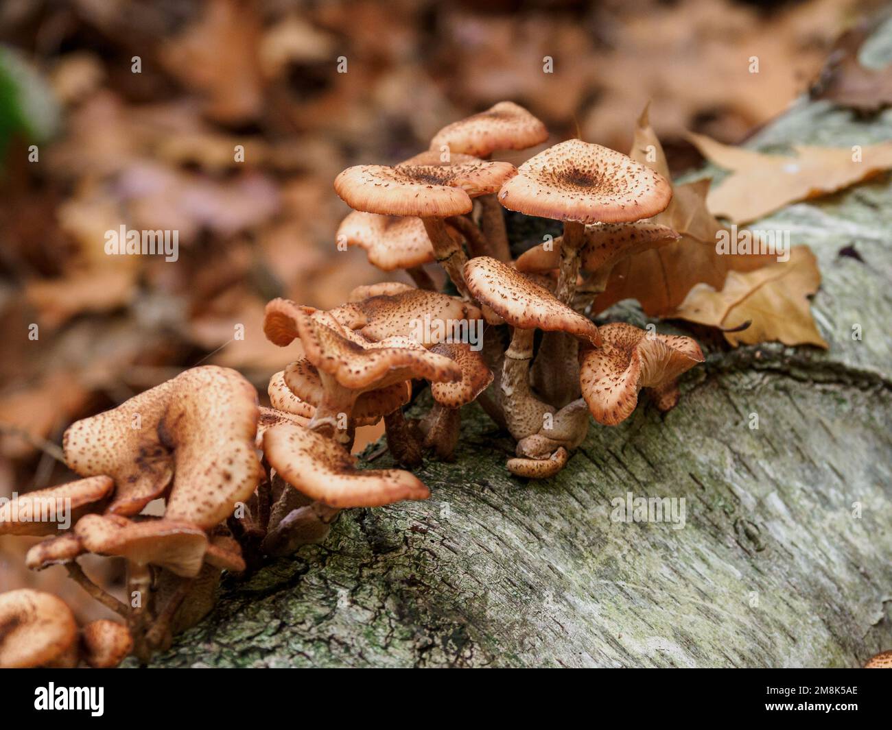 Un gros plan d'Armillaria ostoyae croissant sur une écorce d'arbre Banque D'Images