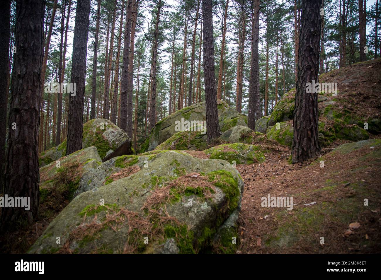 Pierres de granit dans la forêt - randonnée dans le Waldviertel, Autriche Banque D'Images