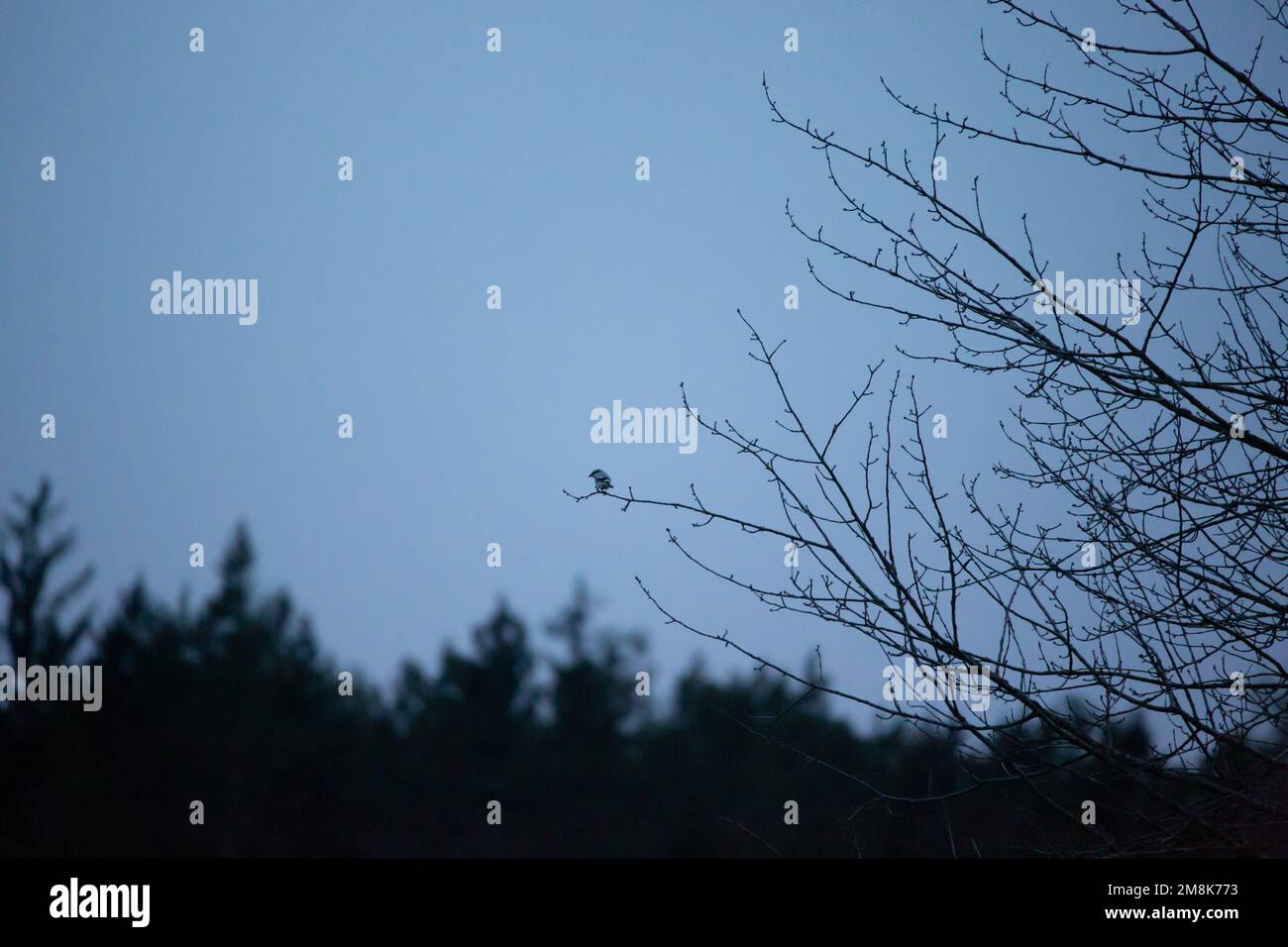 Grande crevette grise assise dans un arbre le soir, paysage dans le Waldviertel Banque D'Images