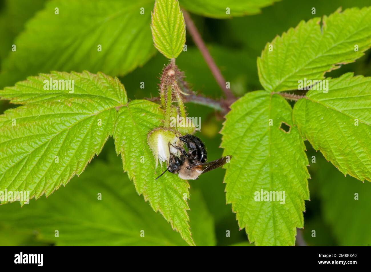 Lac Balsam, Wisconsin. Abeille de Digger de myrtille, Habropoda laboriosa se nourrissant de fleurs dans la forêt. Banque D'Images