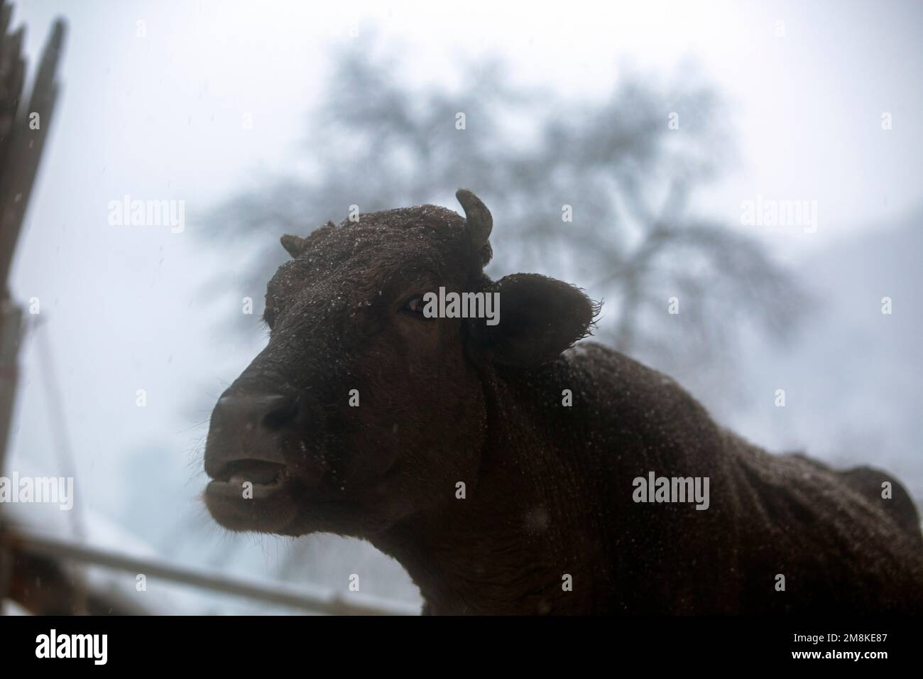 Portrait d'une vache à tête noire recouverte de neige et de gros cornes. Environnement rural en Mestia, Géorgie Banque D'Images