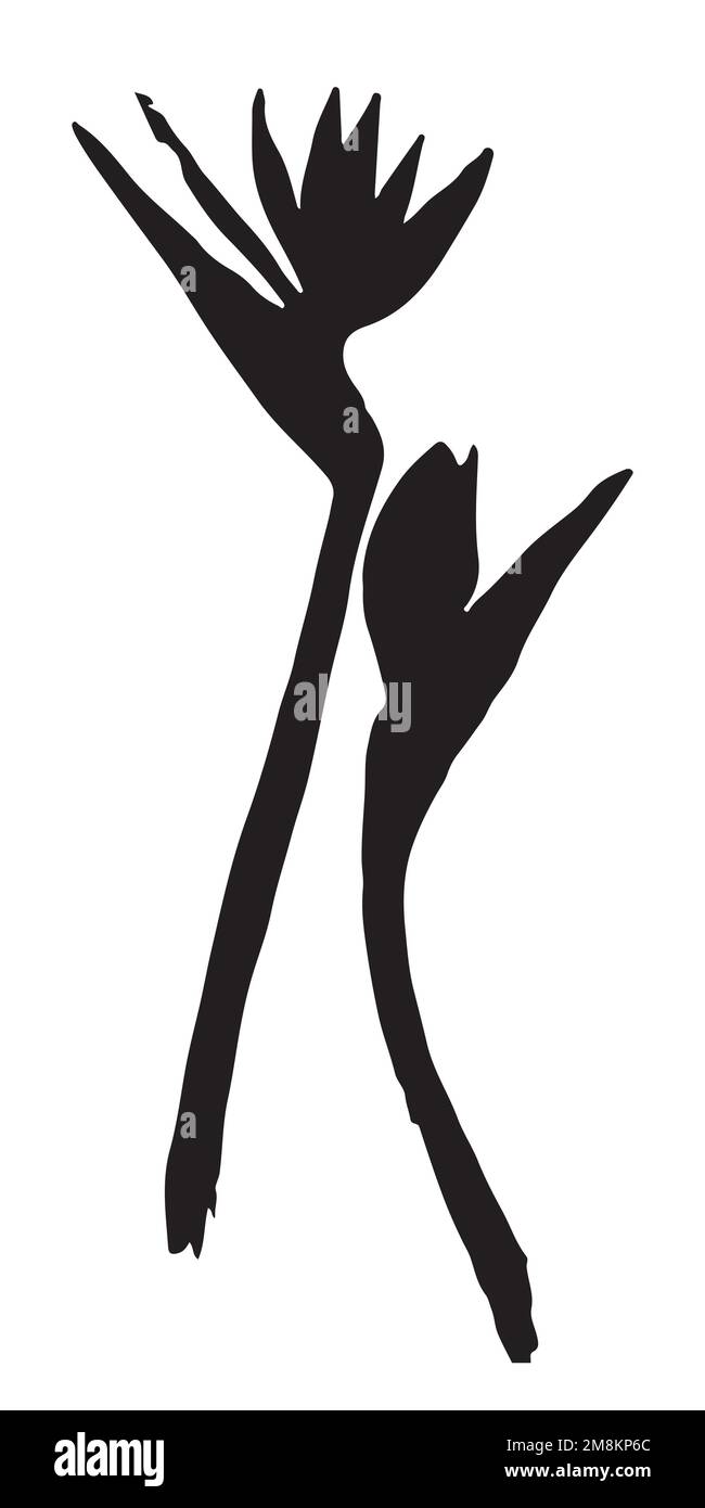 Illustration vectorielle de la fleur de strelitzia Illustration de Vecteur