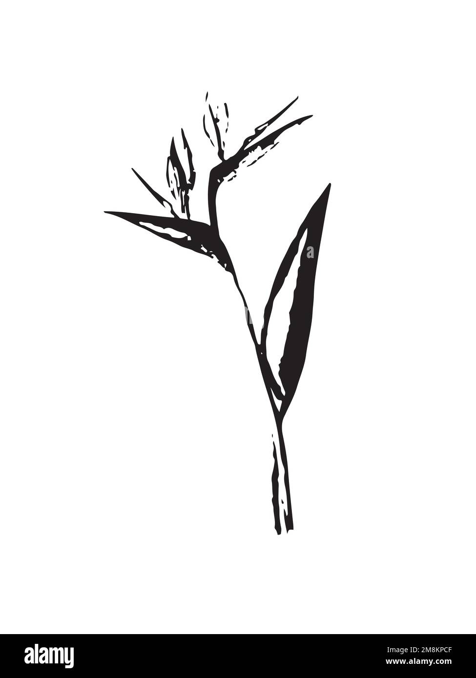 Esquisse Strelitzia dans le vecteur Illustration de Vecteur