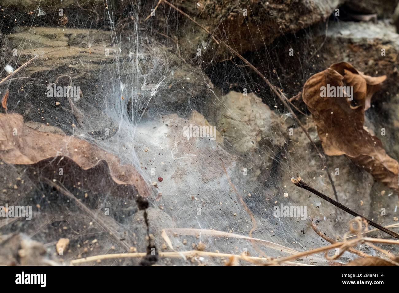 Toile d'araignée sur les pierres et le sol du champ. Les insectes et les feuilles sont pris dans la toile Banque D'Images