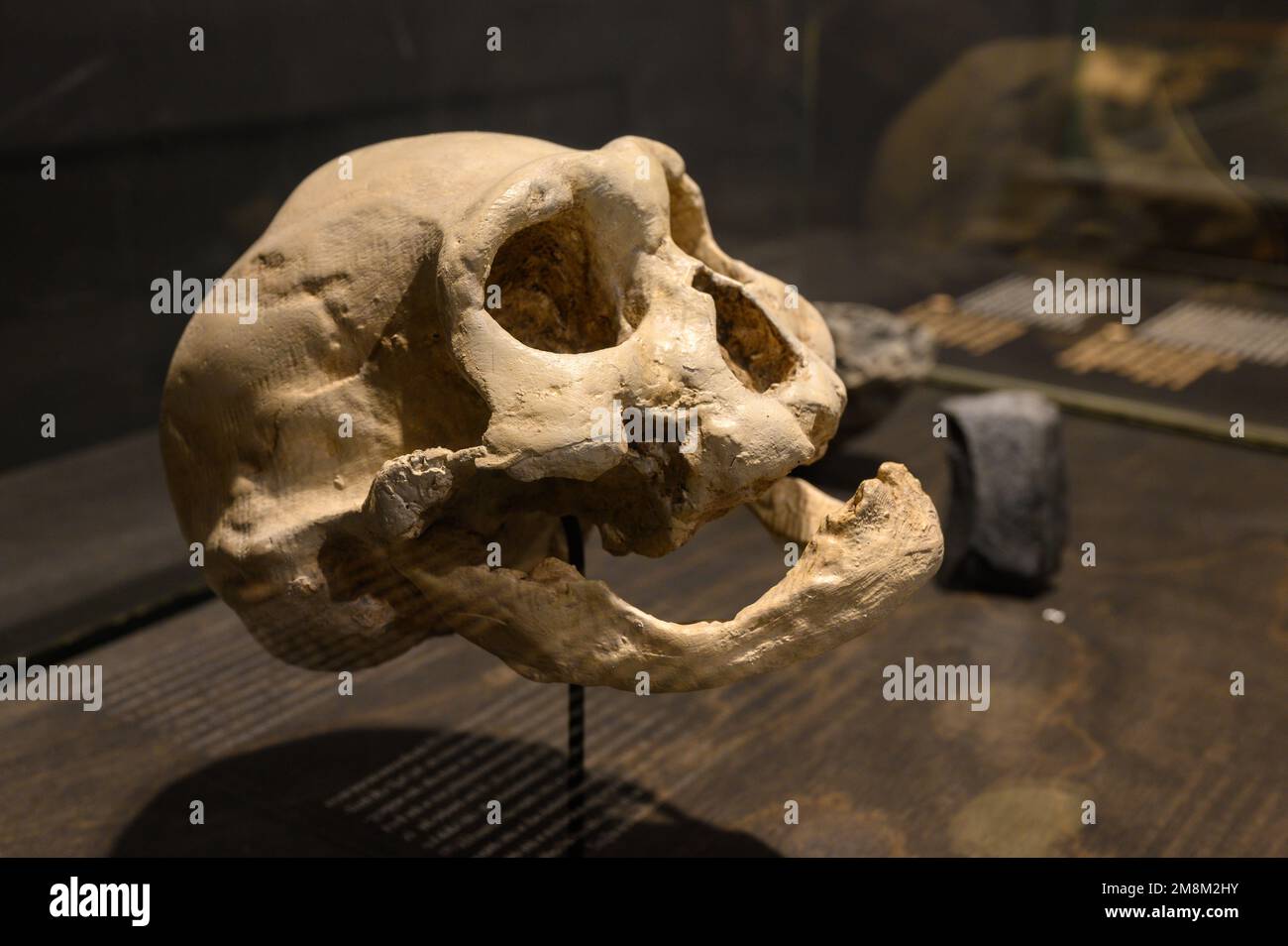 Homo georgicus trouvé à Dmanisi, Géorgie. Crâne et mâchoire inférieure d'un vieil homme (moulages). Exposé au Musée des sciences naturelles de Bruxelles, Belgique. Banque D'Images