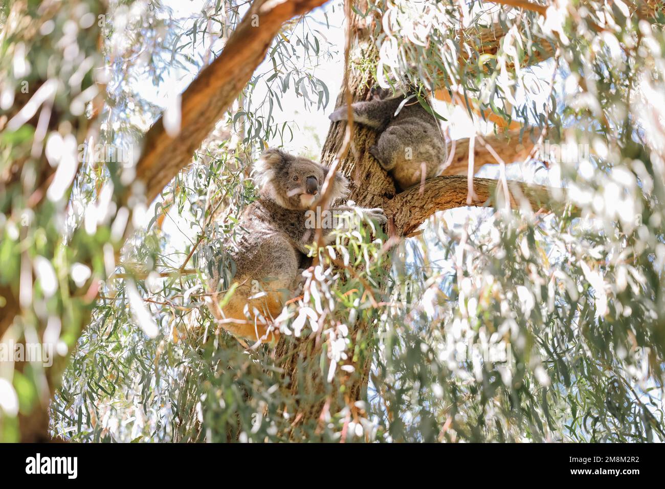 Mère et bébé koala assis ensemble dans l'eucalyptus australien Banque D'Images