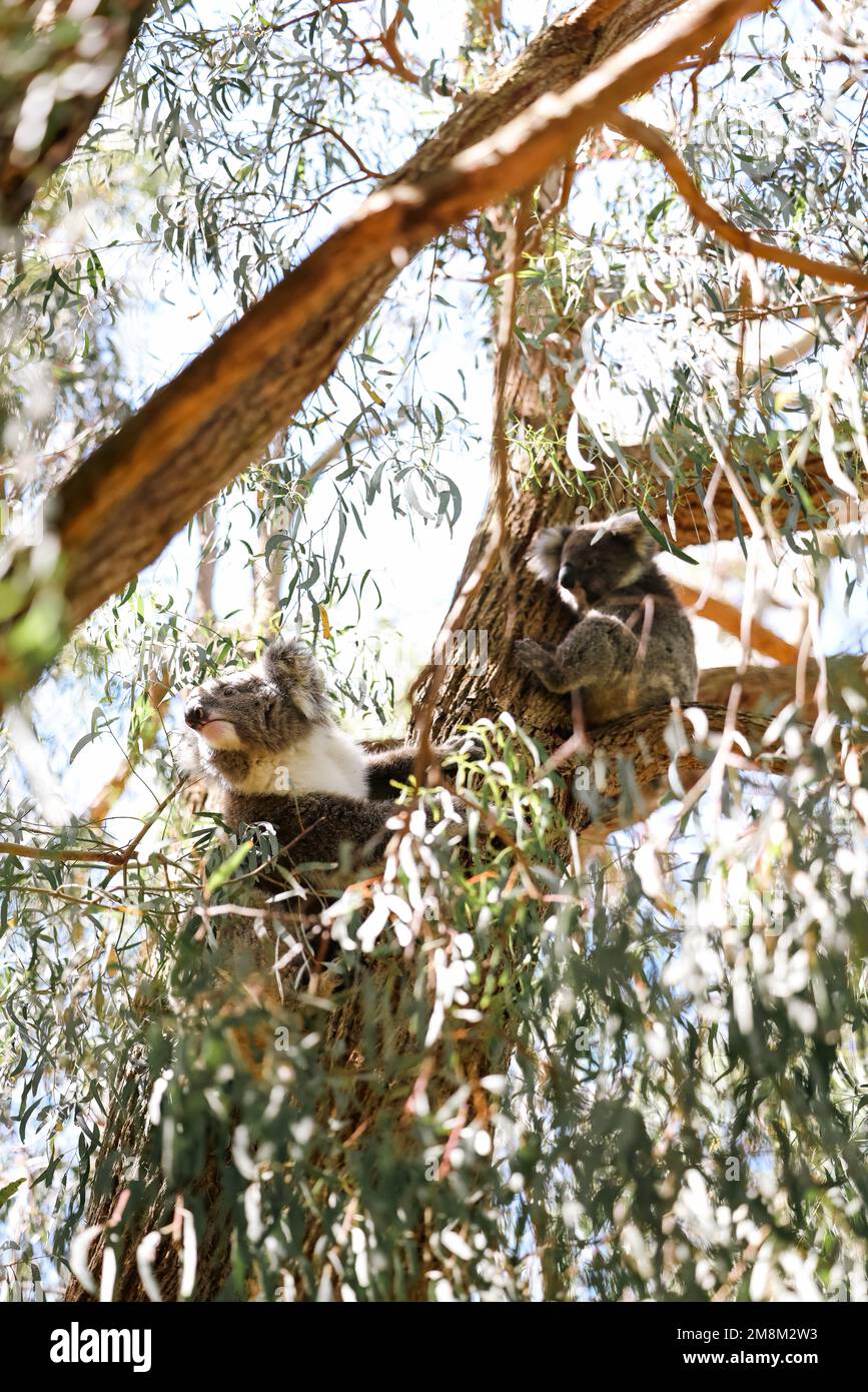 Mère et bébé koala assis ensemble dans l'eucalyptus australien Banque D'Images