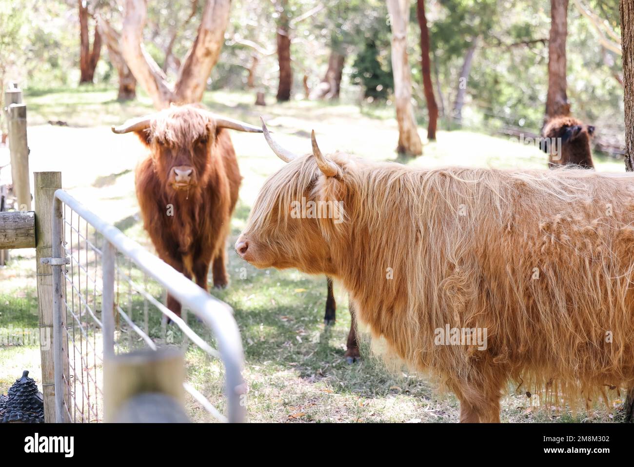 Deux vaches des hautes terres paissent calmement dans le champ Banque D'Images