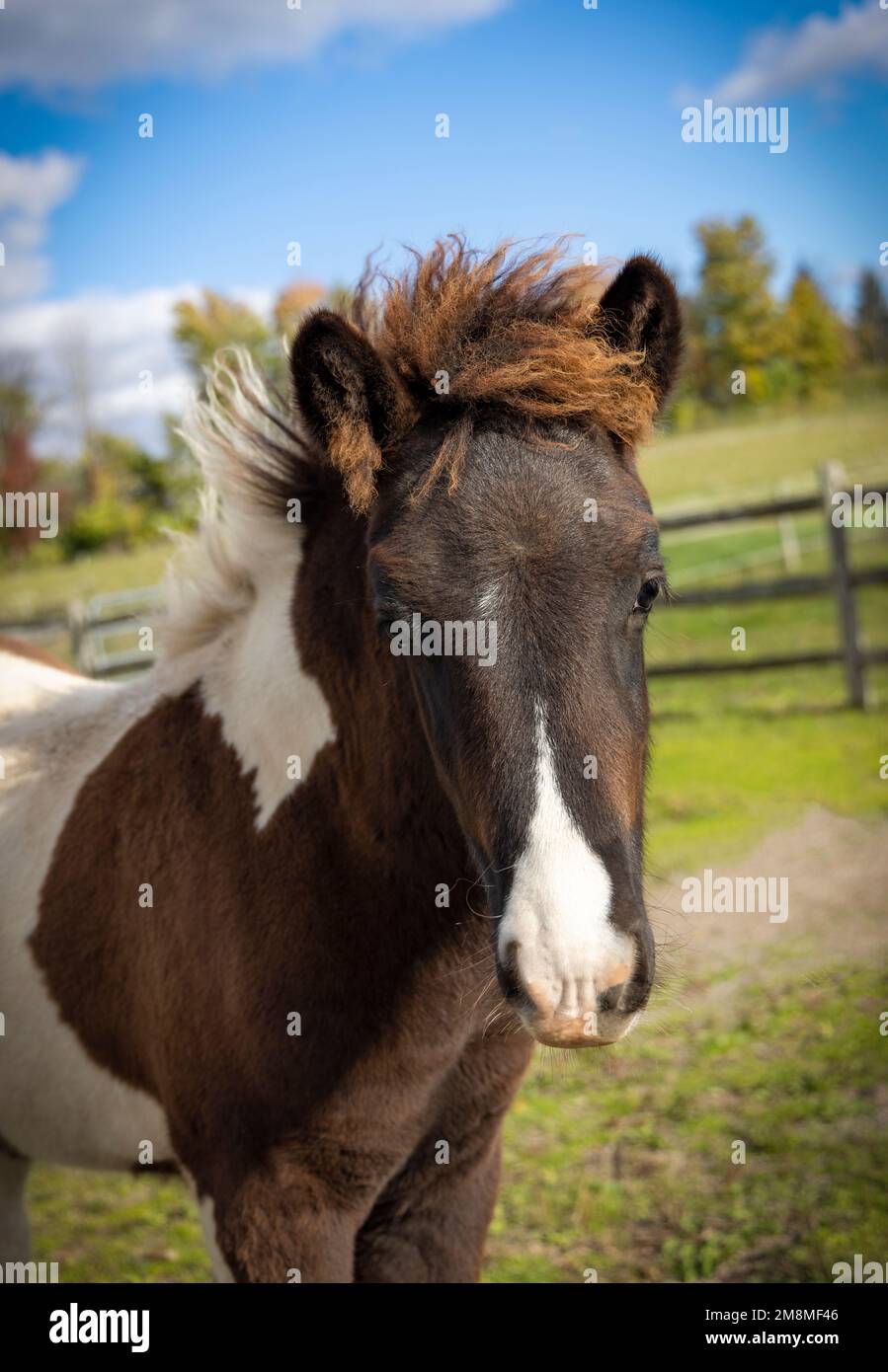 Pinto noir du cheval islandais colt Banque D'Images