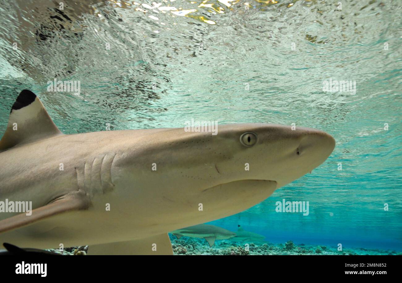 Requin de récif à pointe noire (Carcharhinus melanopterus) à Fakarava, Pacifique Sud, Polynésie